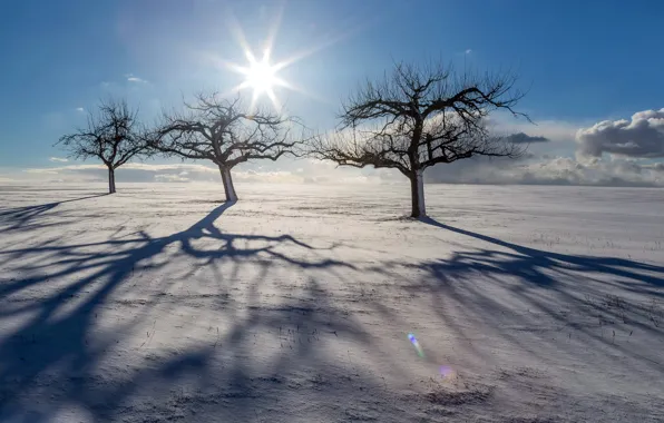 Картинка зима, снег, деревья, утро