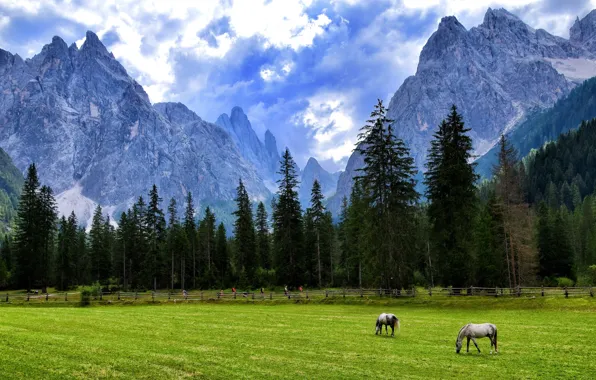 Картинка поле, пейзаж, горы, вершины, кони, лошади, пастбище, пасутся