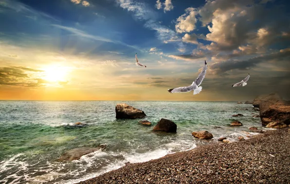 Картинка море, небо, солнце, облака, камни, рассвет, побережье, чайки, горизонт, Крым