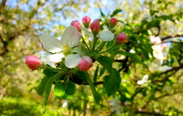 Картинка Весна, Цветение, Цвет яблони, Цветение яблони