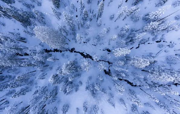 Картинка зима, снег, деревья, природа, вид сверху