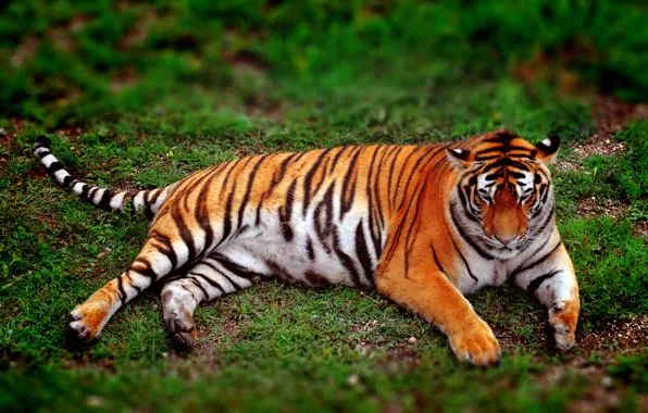 Картинка животные, тигр, животное, дикие кошки, амурский тигр, дикие животные, редкие животные, краснокнижный тигр