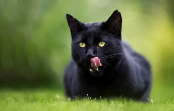 Картинка язык, кошка, кот, боке, чёрная кошка