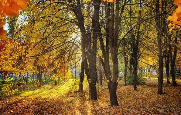 Картинка осень, листья, солнце, деревья, парк, желтые