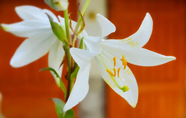 Картинка Лилии, White lily, Белые лилии