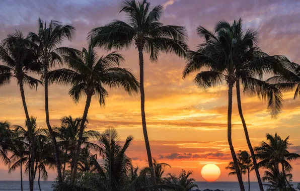 Картинка море, закат, пальмы, Солнце, силуэт, Гавайи, США