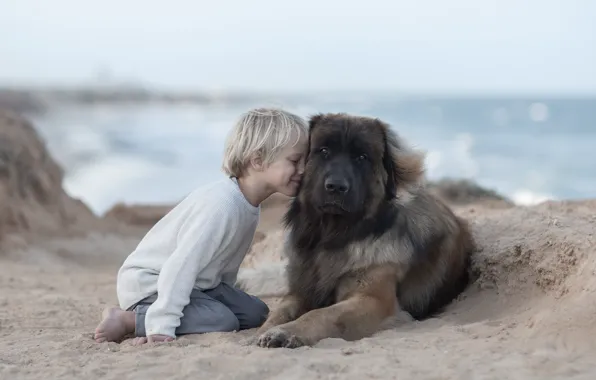 Картинка песок, настроение, собака, мальчик, дружба, друзья, пёс, Леонбергер