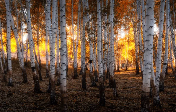 Картинка осень, лес, солнце, свет, природа, золото, вечер, березы, россия, роща, урал