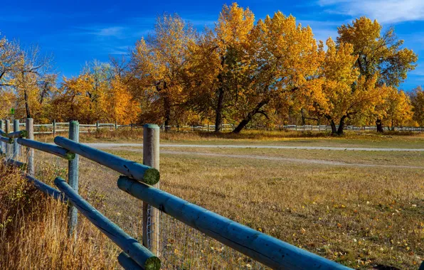 Картинка осень, небо, деревья, забор, Канада, Альберта