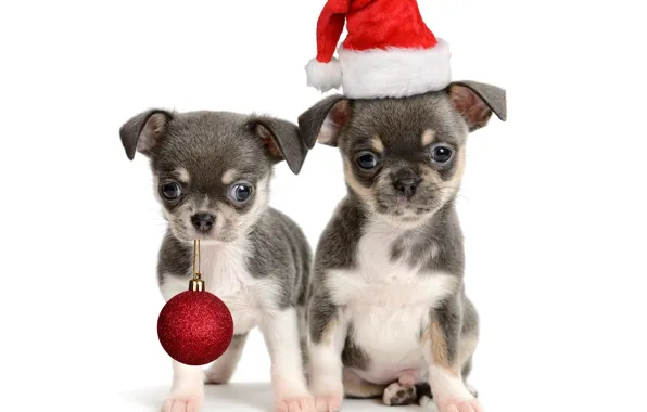 Картинка шапка, шар, шарик, щенки, щенок, Новый год, Christmas, puppy, колпак, New Year