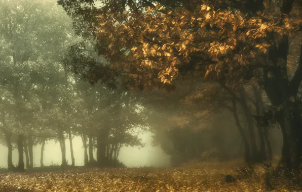 Картинка осень, природа, туман