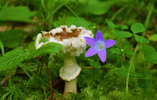 Картинка Цветок, Гриб, Nature, колокольчик, Flower, Mushroom