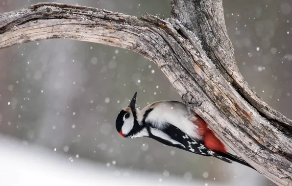 Картинка дерево, птица, Great Spotted Woodpecker