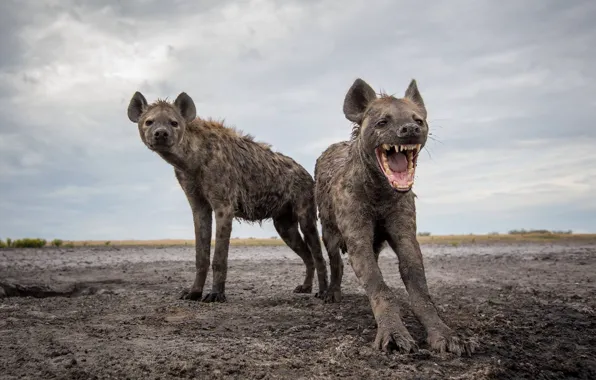 Картинка Safari, Hyenas, Zambia Wildlife