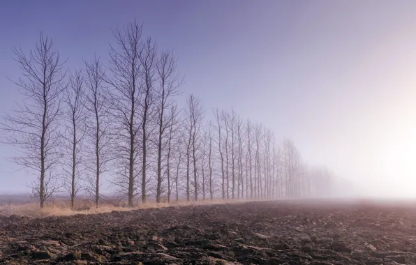 Картинка поле, деревья, туман, пашня