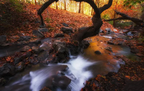 Картинка осень, лес, листья, деревья, природа, ручей, камни