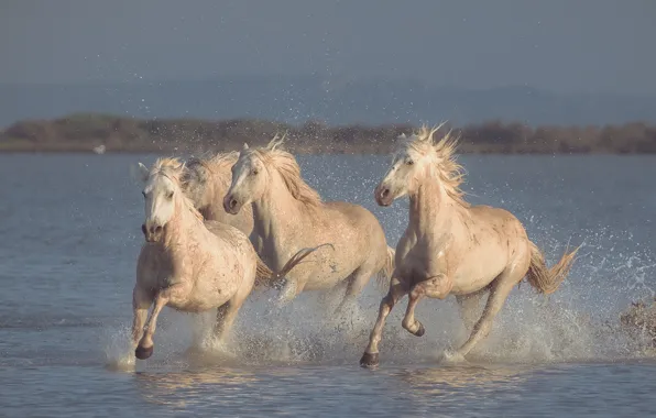 Картинка вода, брызги, кони, лошади, бег