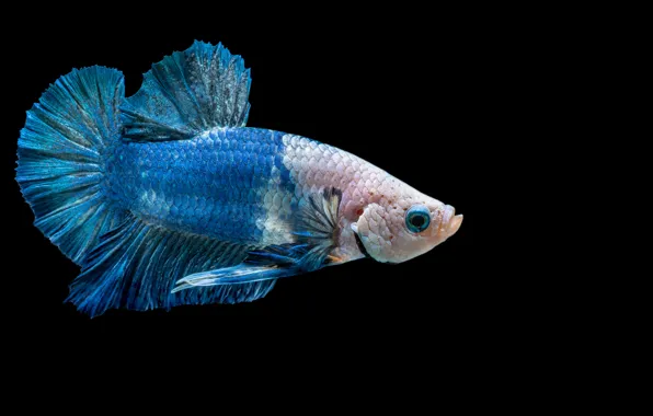 Картинка blue, fish, betta