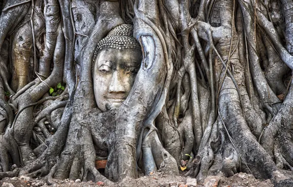 Картинка дерево, Таиланд, Аюттхая