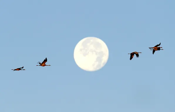 Картинка птицы, Германия, Луна, полнолуние, Мекленбург-Передняя Померания