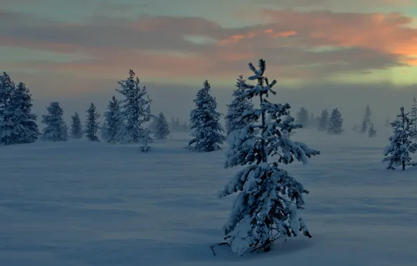 Картинка зима, снег, ночь, туман