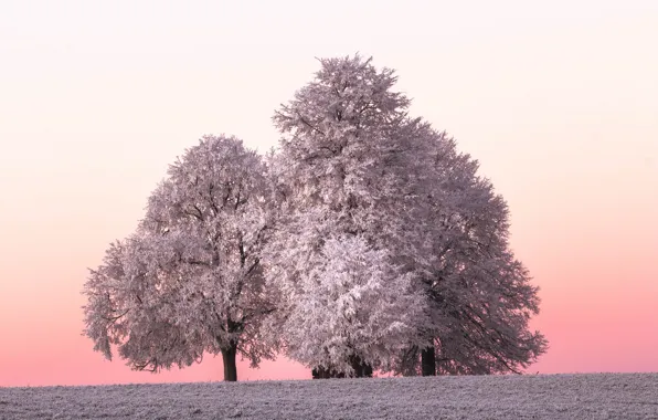 Картинка зима, иней, дерево