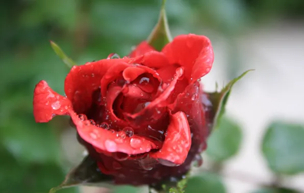Картинка Капли, Red rose, Drops, Красная роза