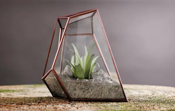 Картинка песок, растение, Террариум, Nature inside glass, Alexandre Lambertini