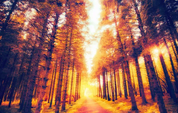 Картинка дорога, лес, свет