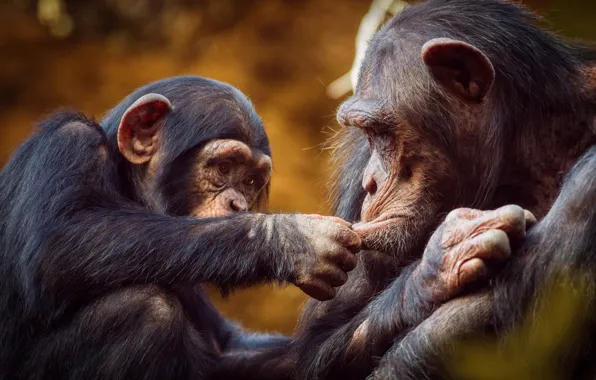 Картинка игра, обезьяна, обезьяны, детёныш, шимпанзе