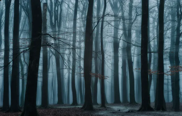 Картинка лес, деревья, туман, Нидерланды, Speulderbos