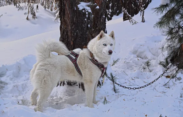 Картинка собака, white, forest, хаски, dog, snow, husky, friend, siberian husky