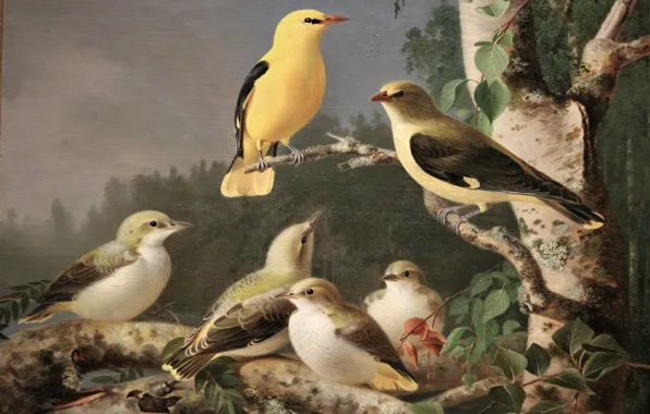 Картинка птицы, картина, живопись