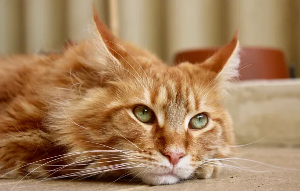 Картинка кот, взгляд, Мейн-кун, кот рыжий