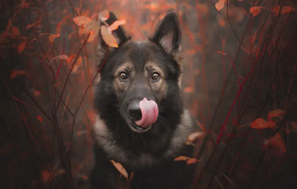 Картинка осень, язык, взгляд, морда, ветки, собака, Немецкая овчарка
