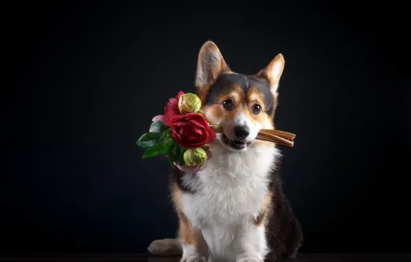 Картинка цветы, букет, Собака, щенок