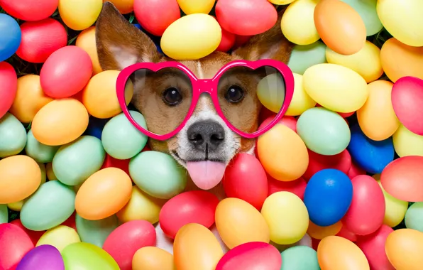 Картинка собака, colorful, очки, Пасха, сердечки, happy, dog, Easter, eggs, holiday, funny, яйца крашеные