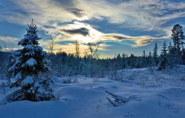 Картинка зима, лес, снег, деревья, ель, Норвегия, сугробы, Norway, Hedmark Fylke, Хедмарк