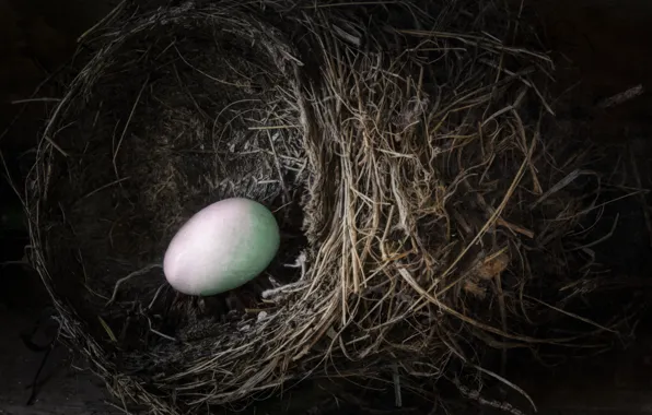 Картинка ветки, яйцо, гнездо