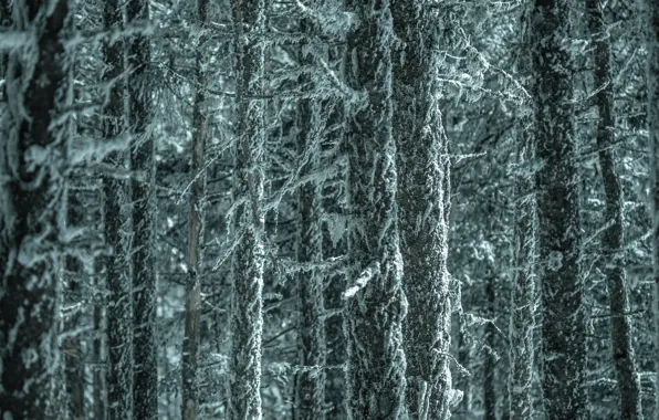 Картинка лес, деревья, ветки