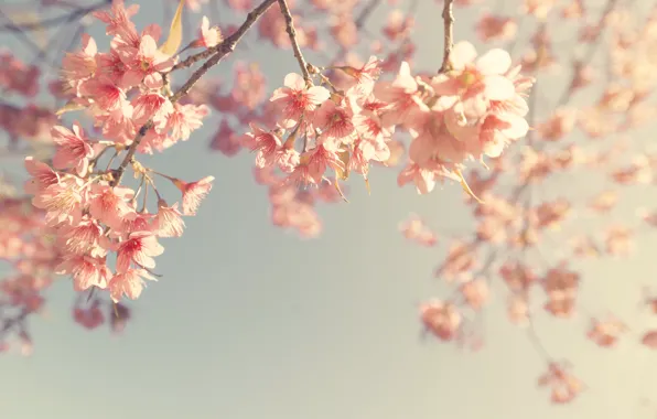 Картинка небо, ветки, весна, сакура, цветение, vintage, pink, blossom, sakura, cherry, spring, bloom