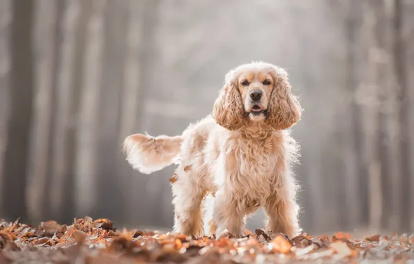 Картинка осень, листья, листва, собака, боке, Кокер-спаниель