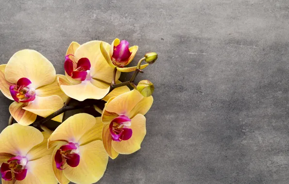 Картинка yellow, орхидея, flowers, orchid