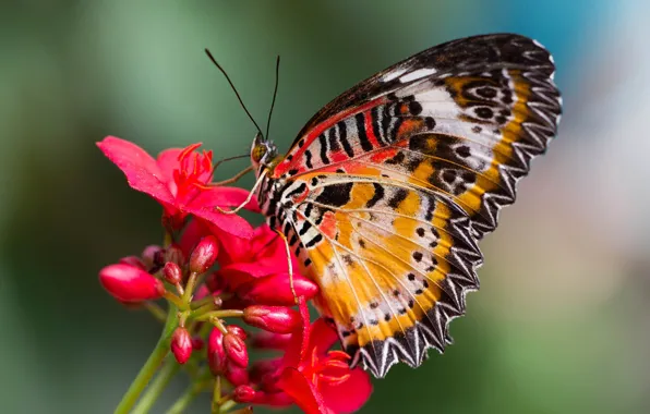 Картинка цветок, бабочка, крылья, мотылек, cethosia hypsea