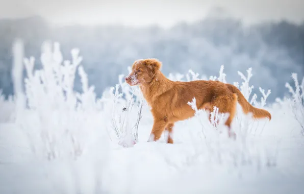 Картинка зима, иней, поле, трава, снег, природа, собака, рыжий, сугробы, щенок, профиль, прогулка, светлый фон, пёс, …