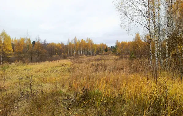 Картинка осень, лес, деревья, Западная Двина