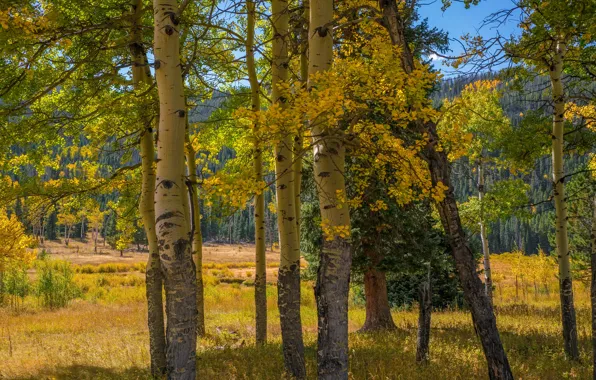Картинка осень, лес, солнце, деревья, горы, США, Rocky Mountain National Park