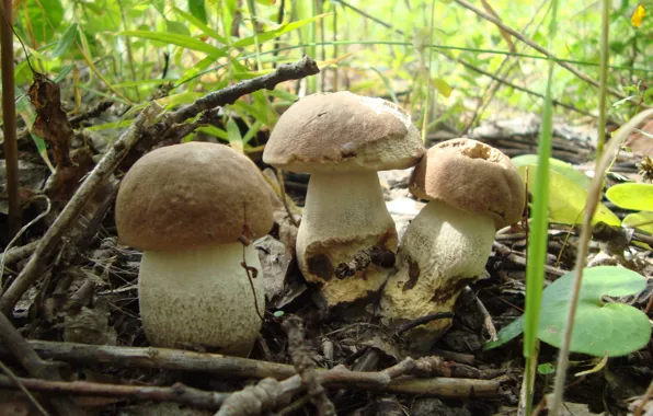 Картинка лето, грибы, грибочки
