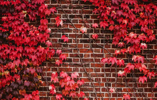 Картинка стена, растение, красные листья