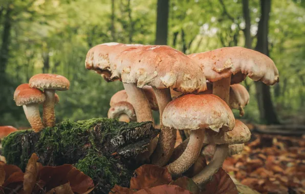 Картинка осень, лес, грибы